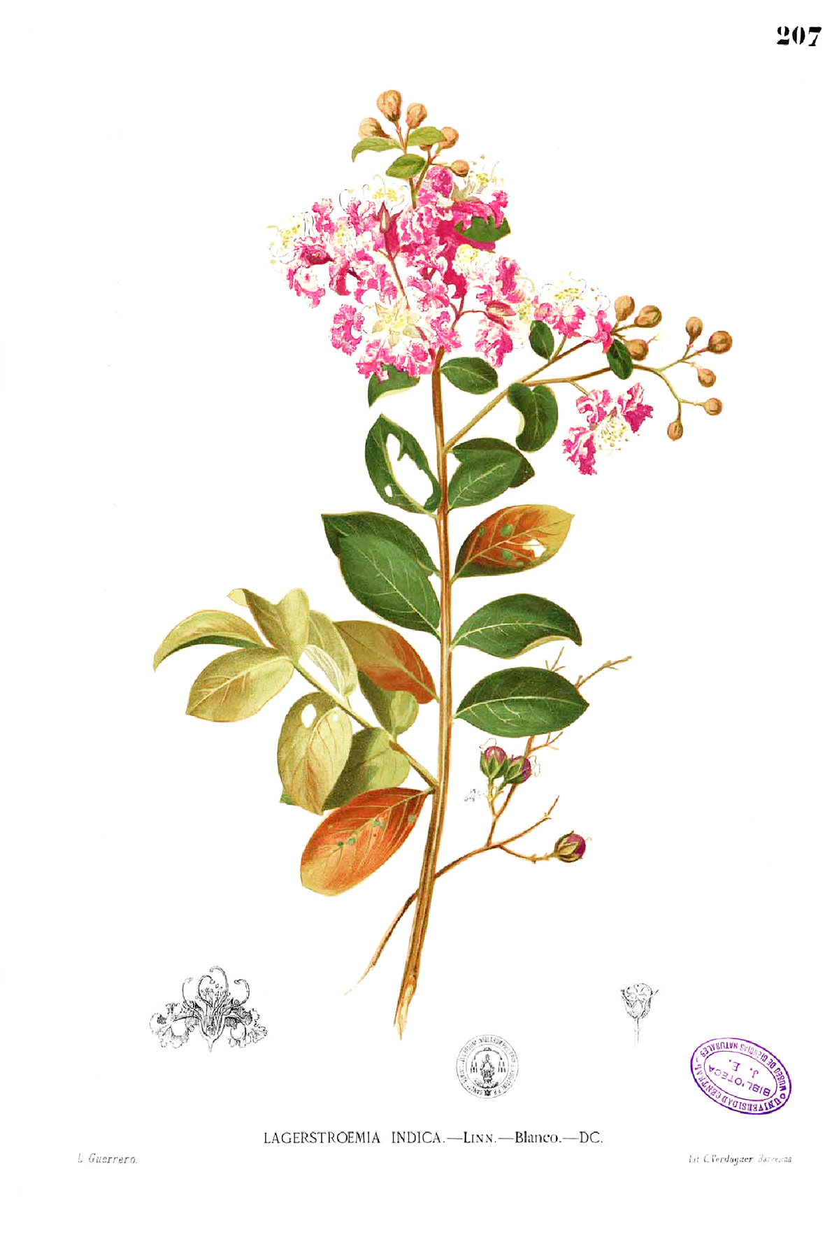 Lagerstroemia