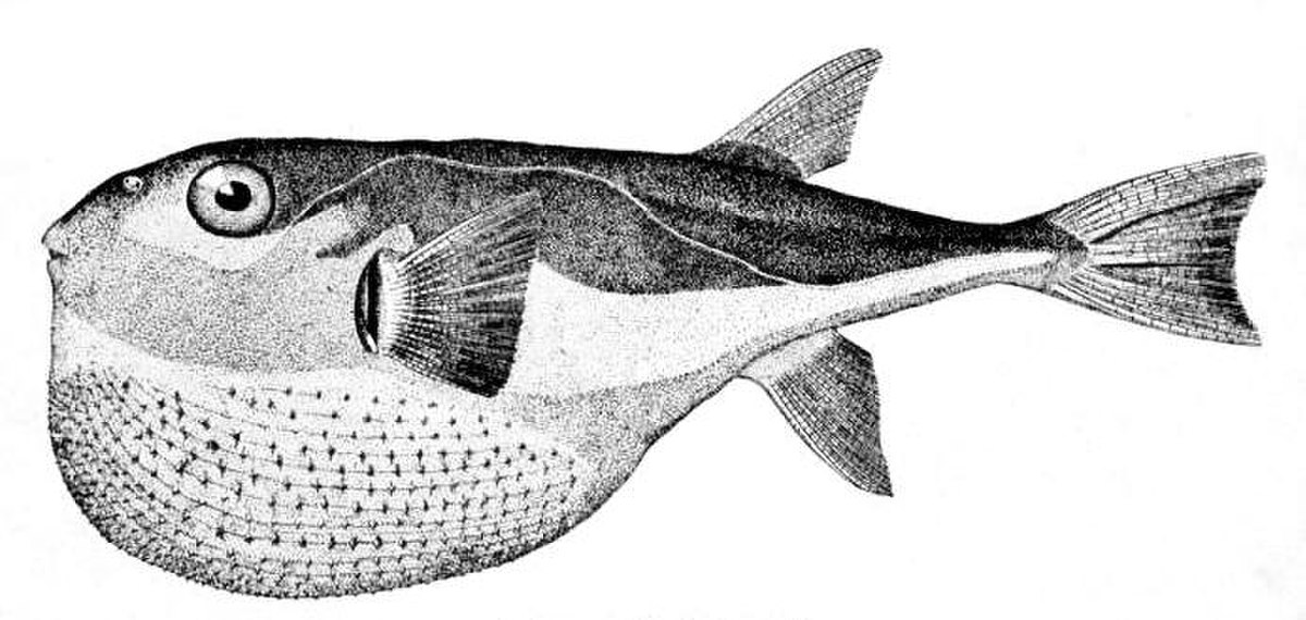 Lagocephalus