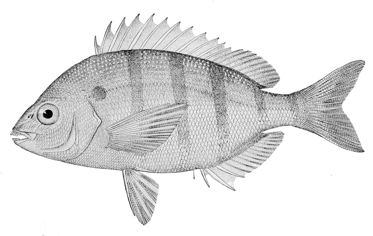 Lagodon rhomboides