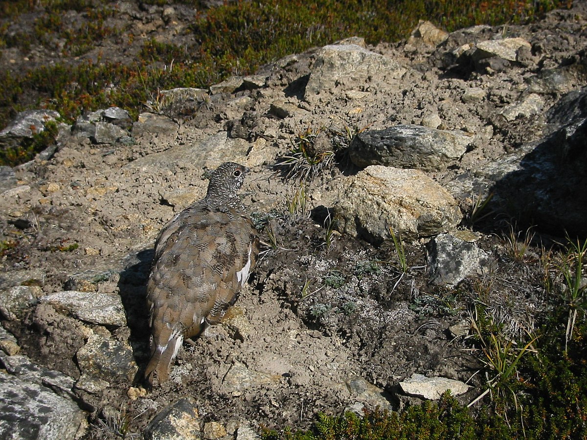 Lagopus leucurus 7191.JPG