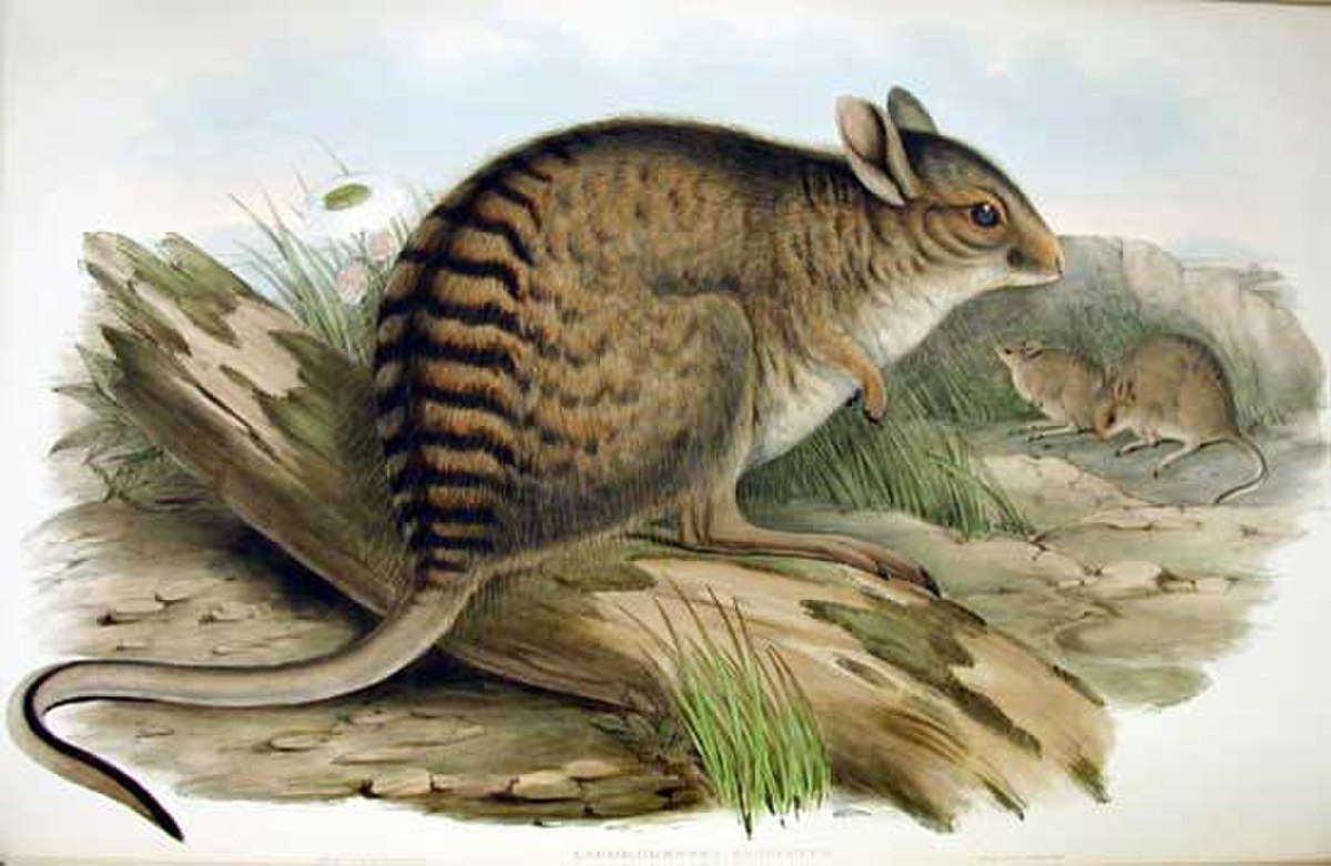 Lièvre-wallaby rayé