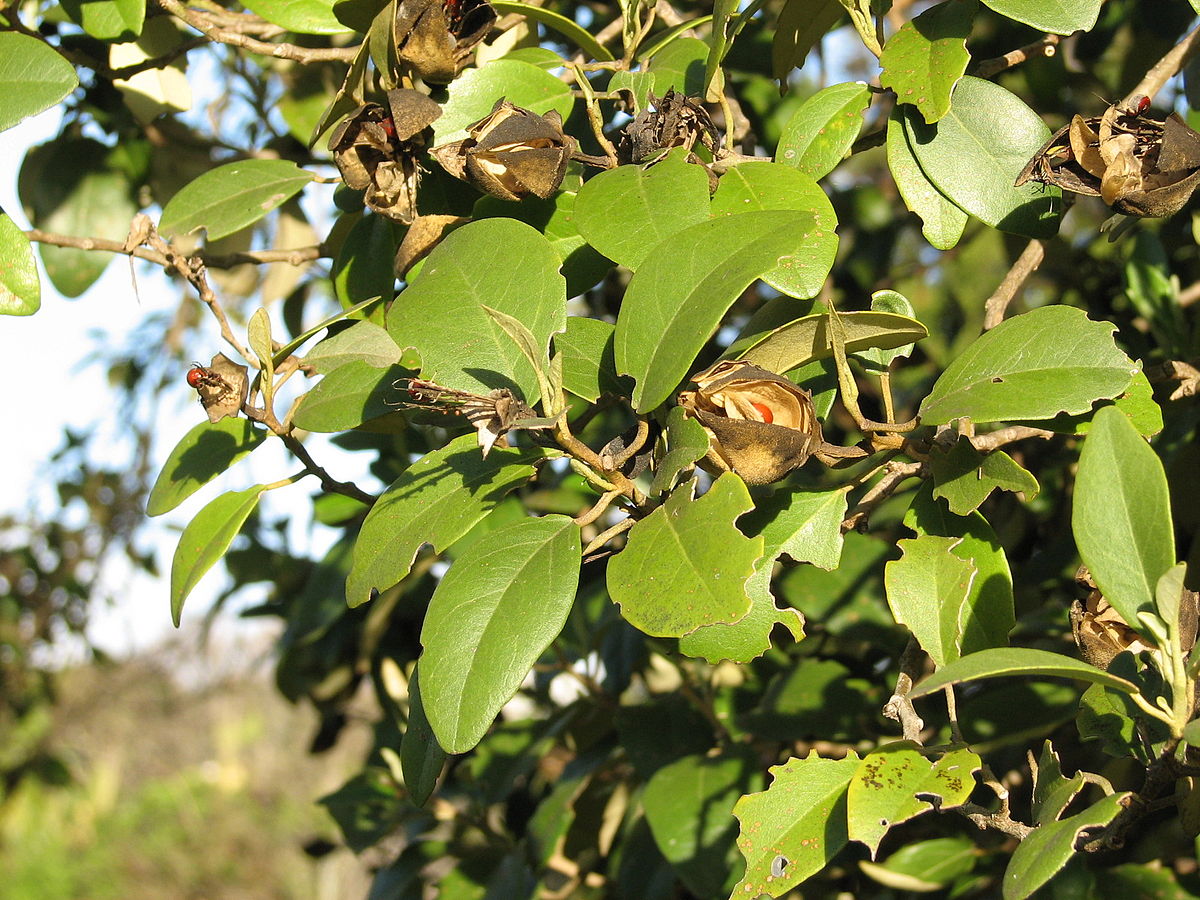 Lagunaria patersonii