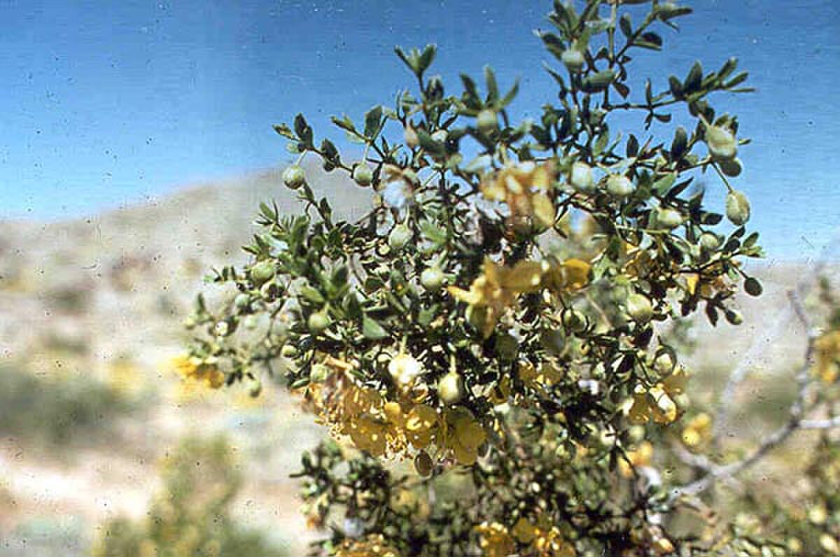 Larrea tridentata