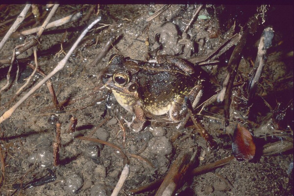 Laliostoma labrosum