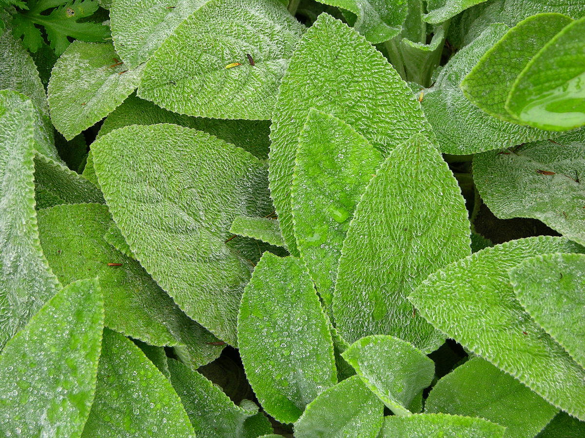 Lamb's Ear Stachys byzantina Leaves 3264px.JPG