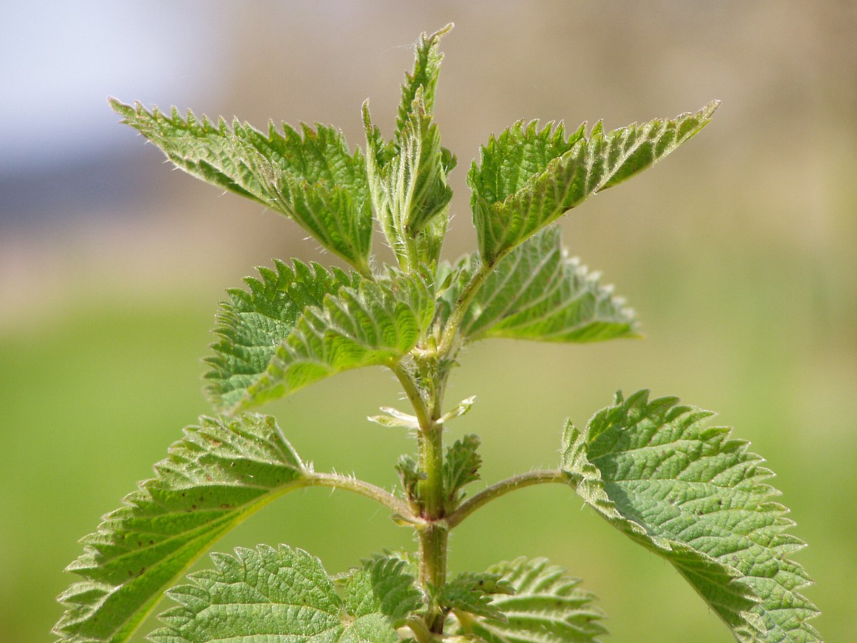 Lamium album no flowers.jpg