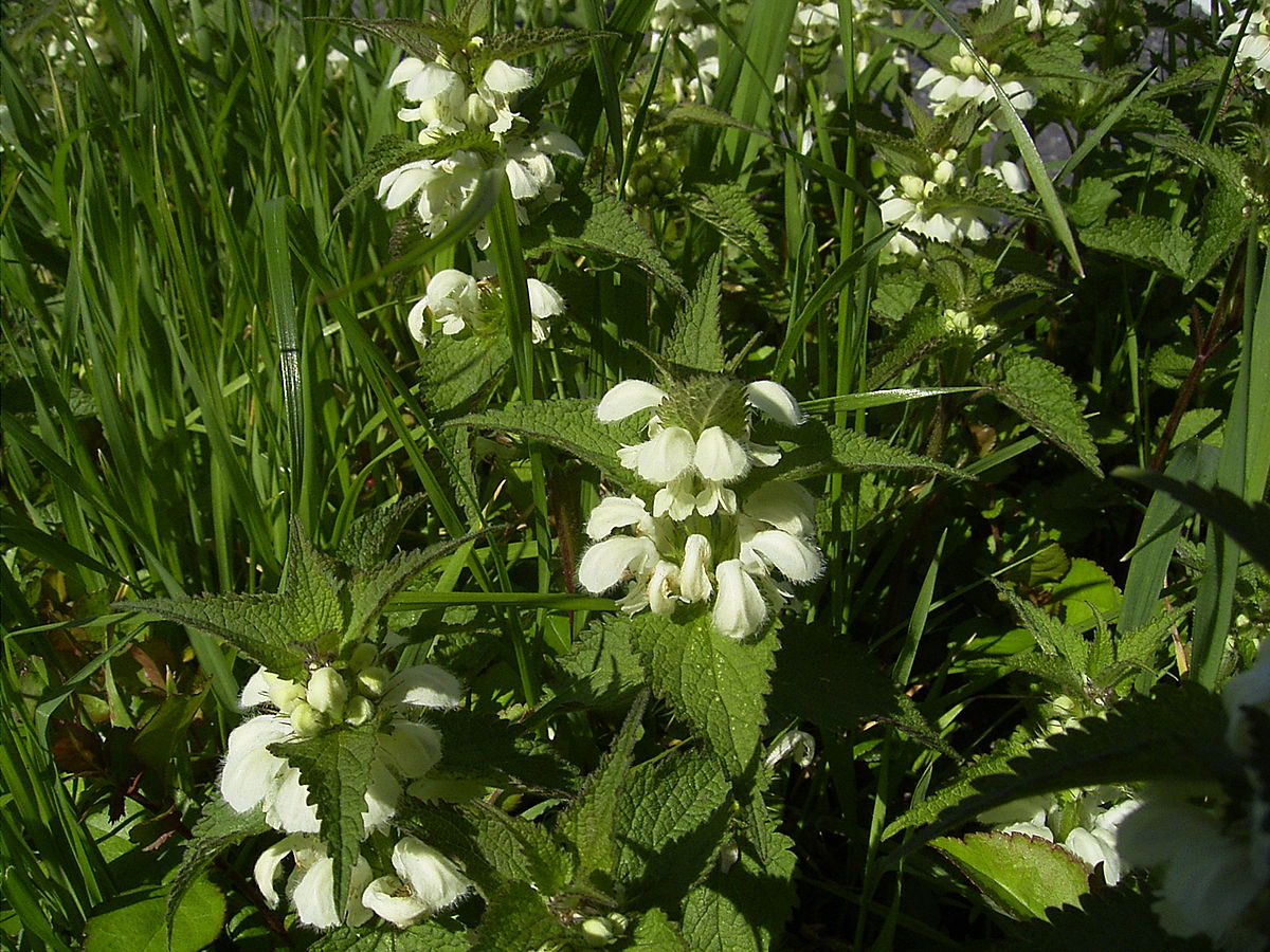 Lamium album plants.jpg