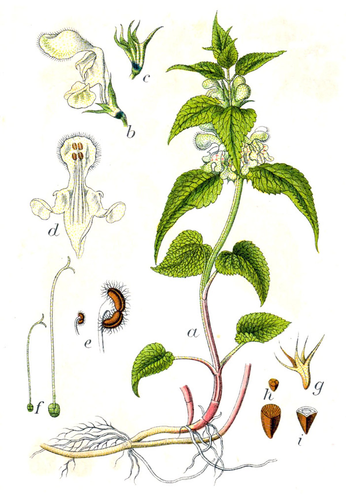 Ortie blanche