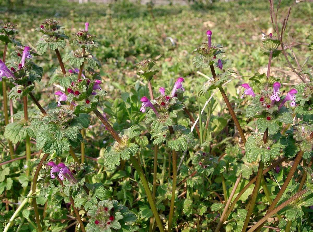 Lamium amplexicaule