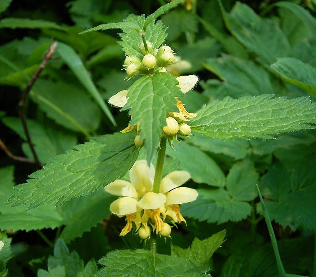 Lamium galeobdolon ies.jpg