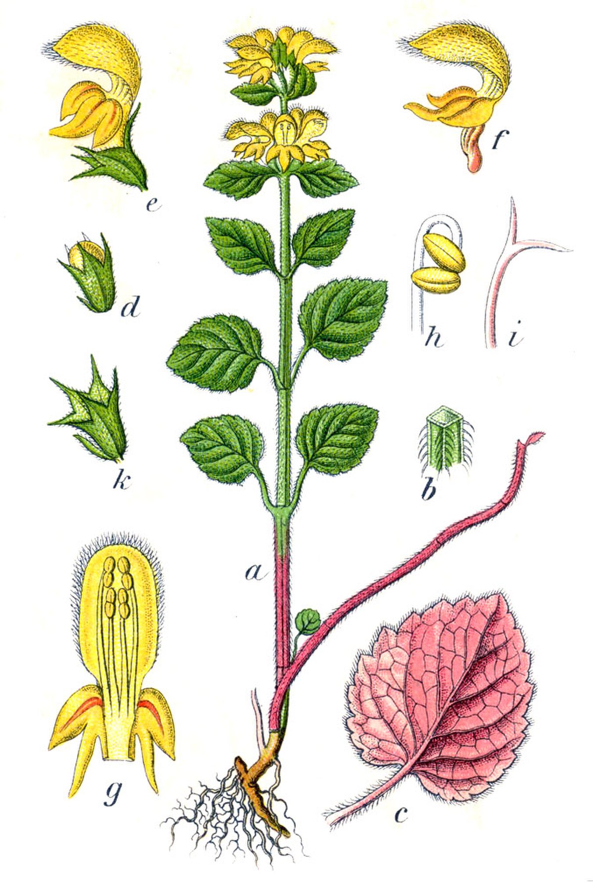Lamier jaune