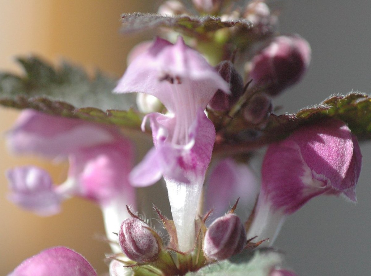 Lamiaceae