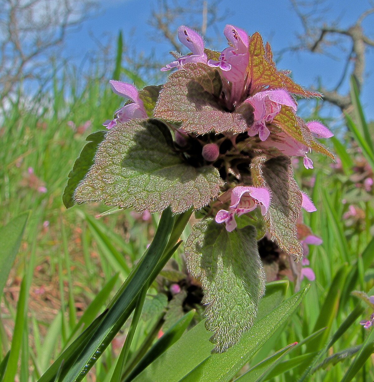 Lamium purpureum