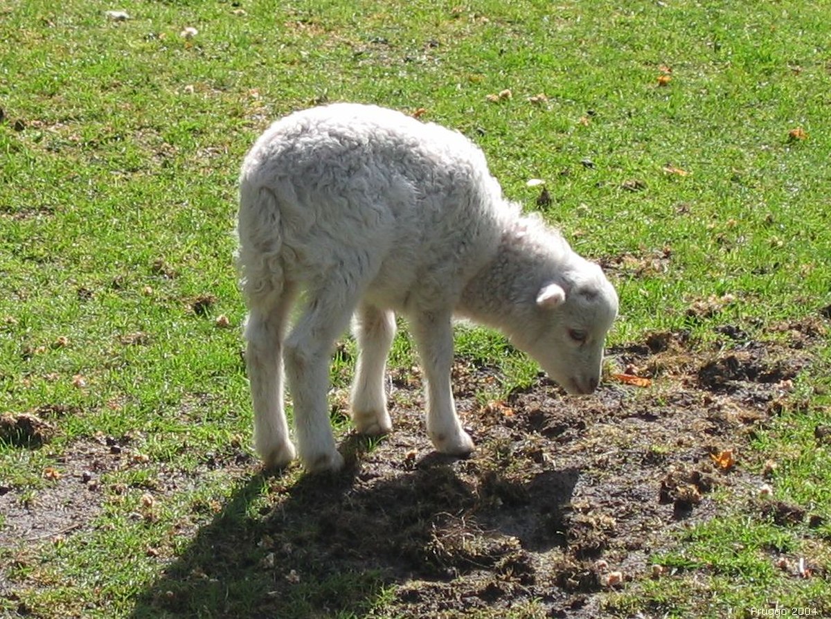Agneau