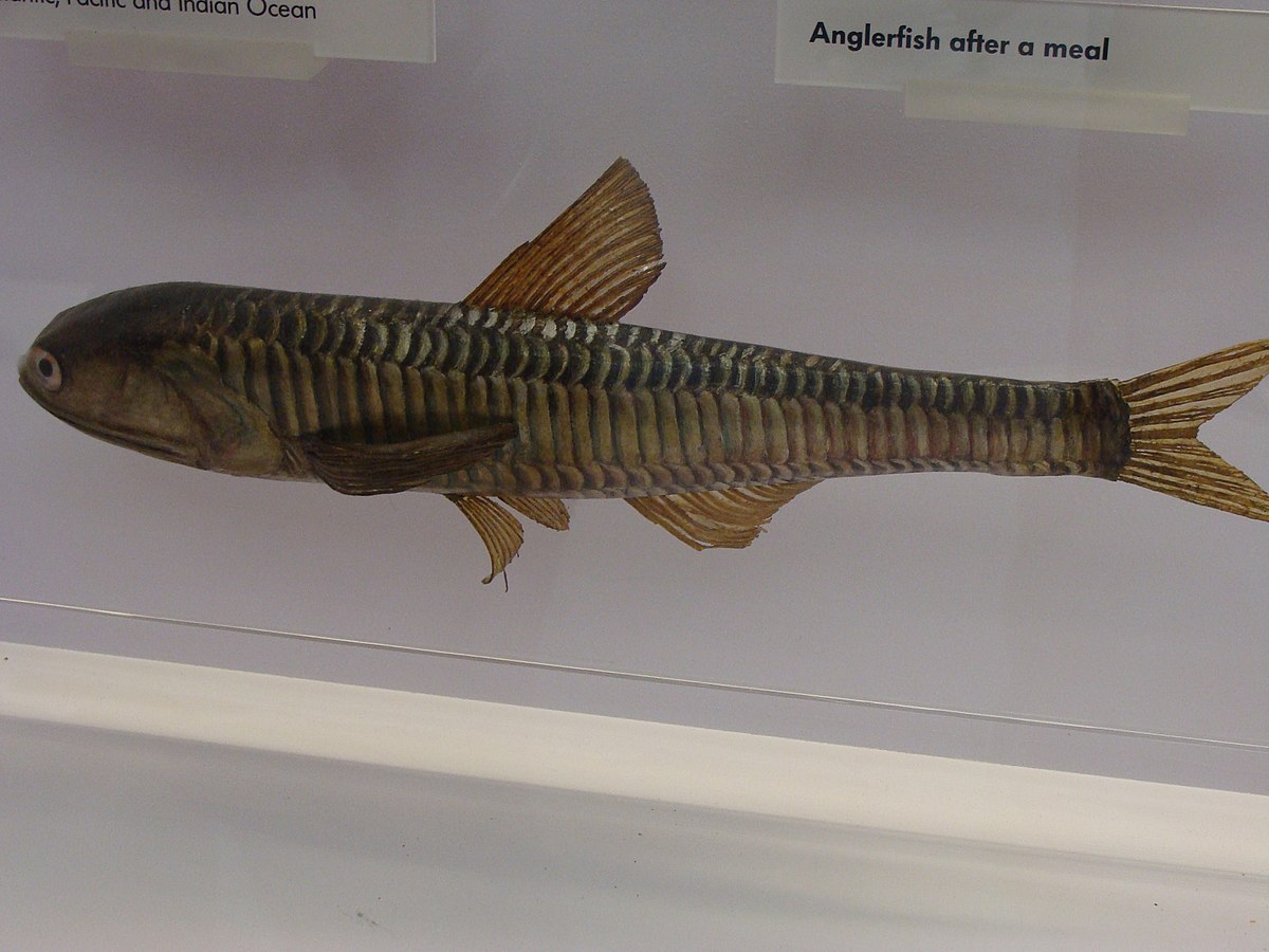 Myctophidae