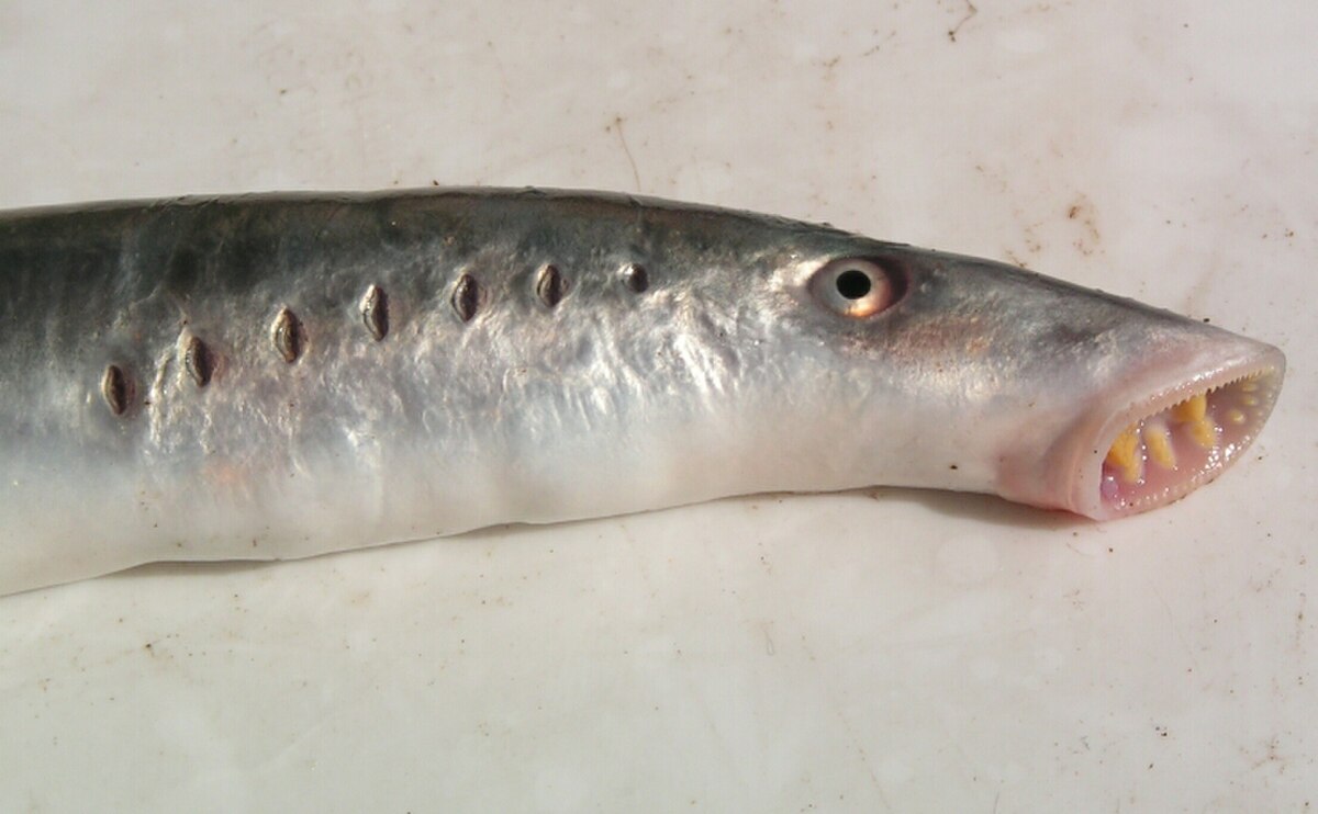 Lamproie de rivière