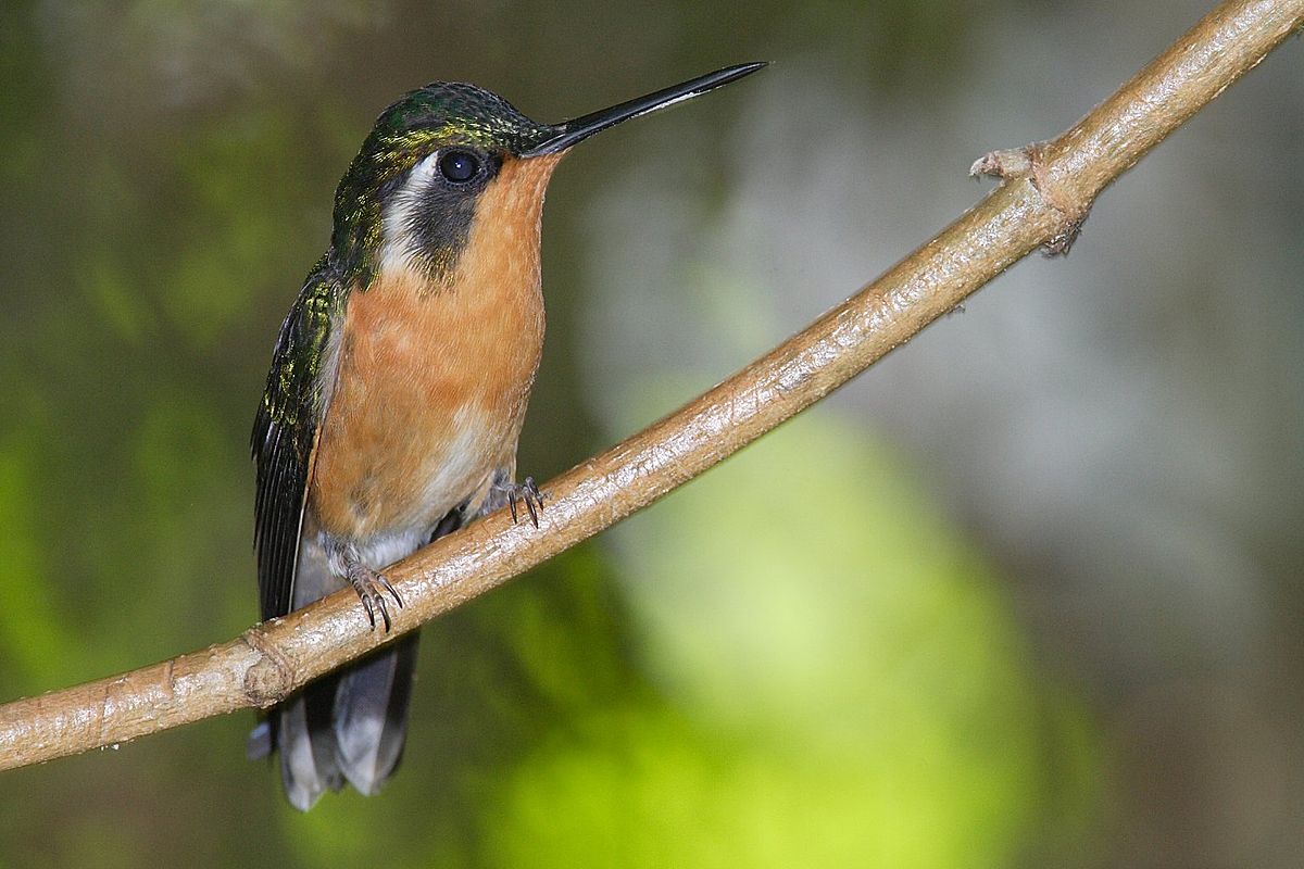 Colibri à ventre châtain