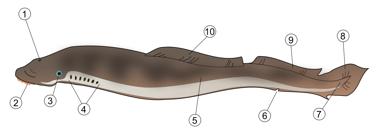 Lamprey.svg