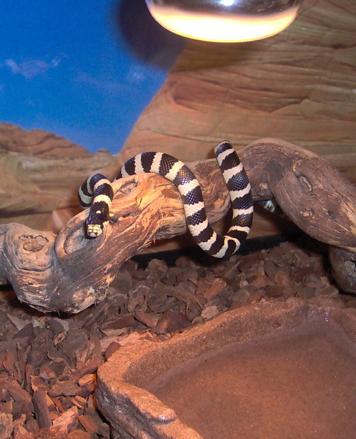 Lampropeltis getula