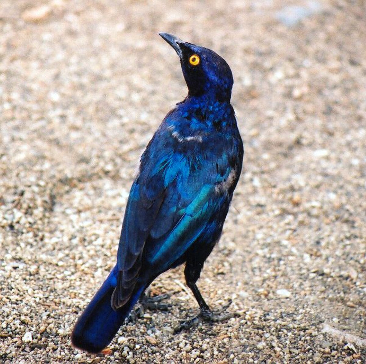 Lamprotornis