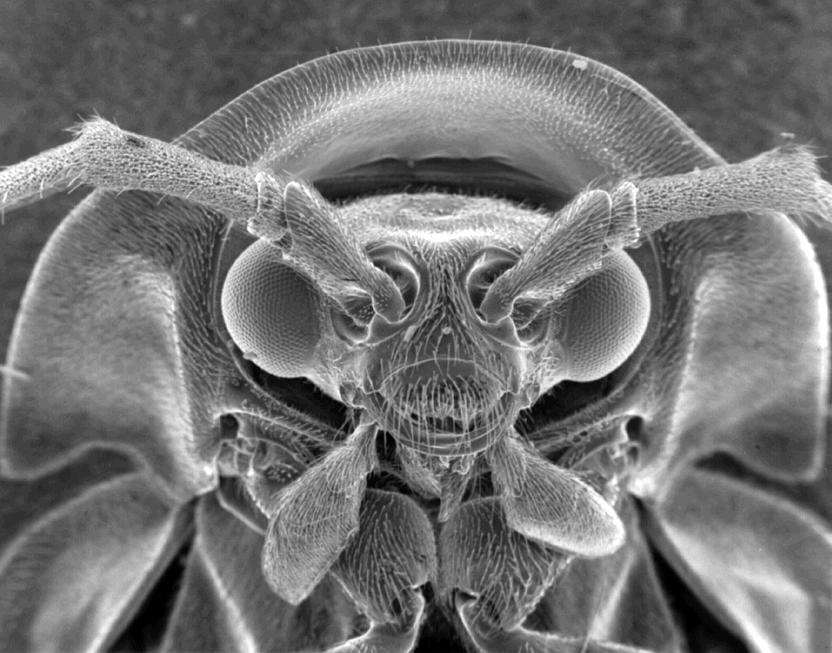 Un Lampyridae au microscope à balayage