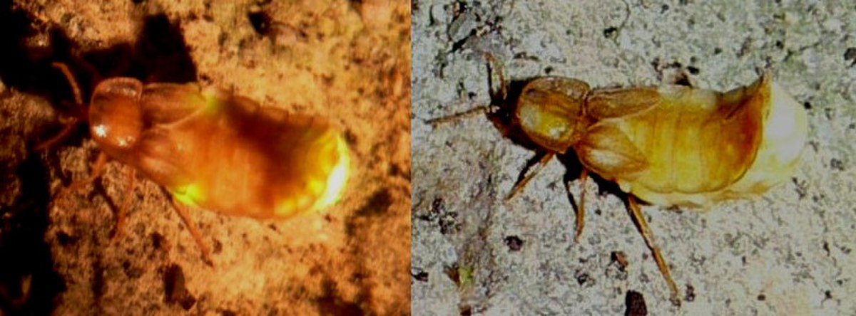 Lampyridae