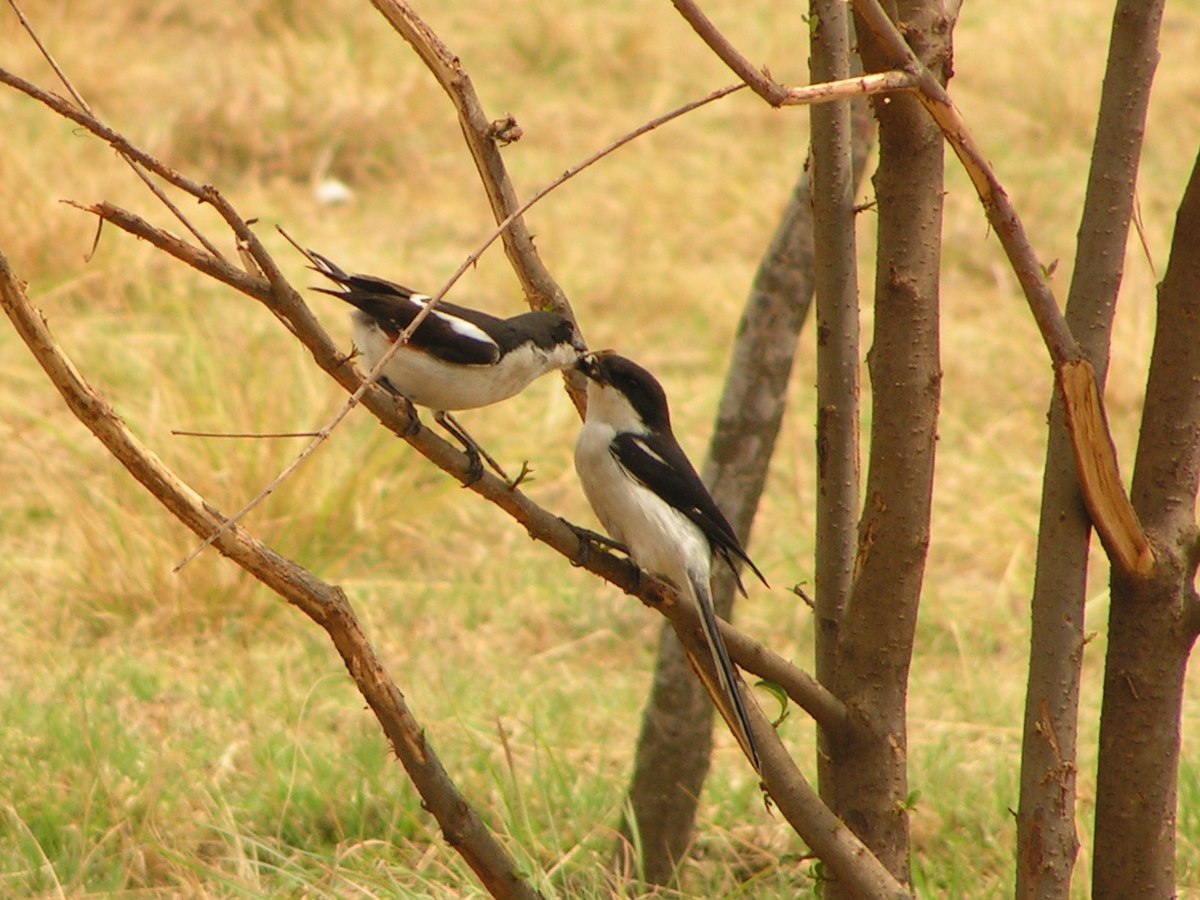 Lanius collaris (Common Fiscal)1.jpg