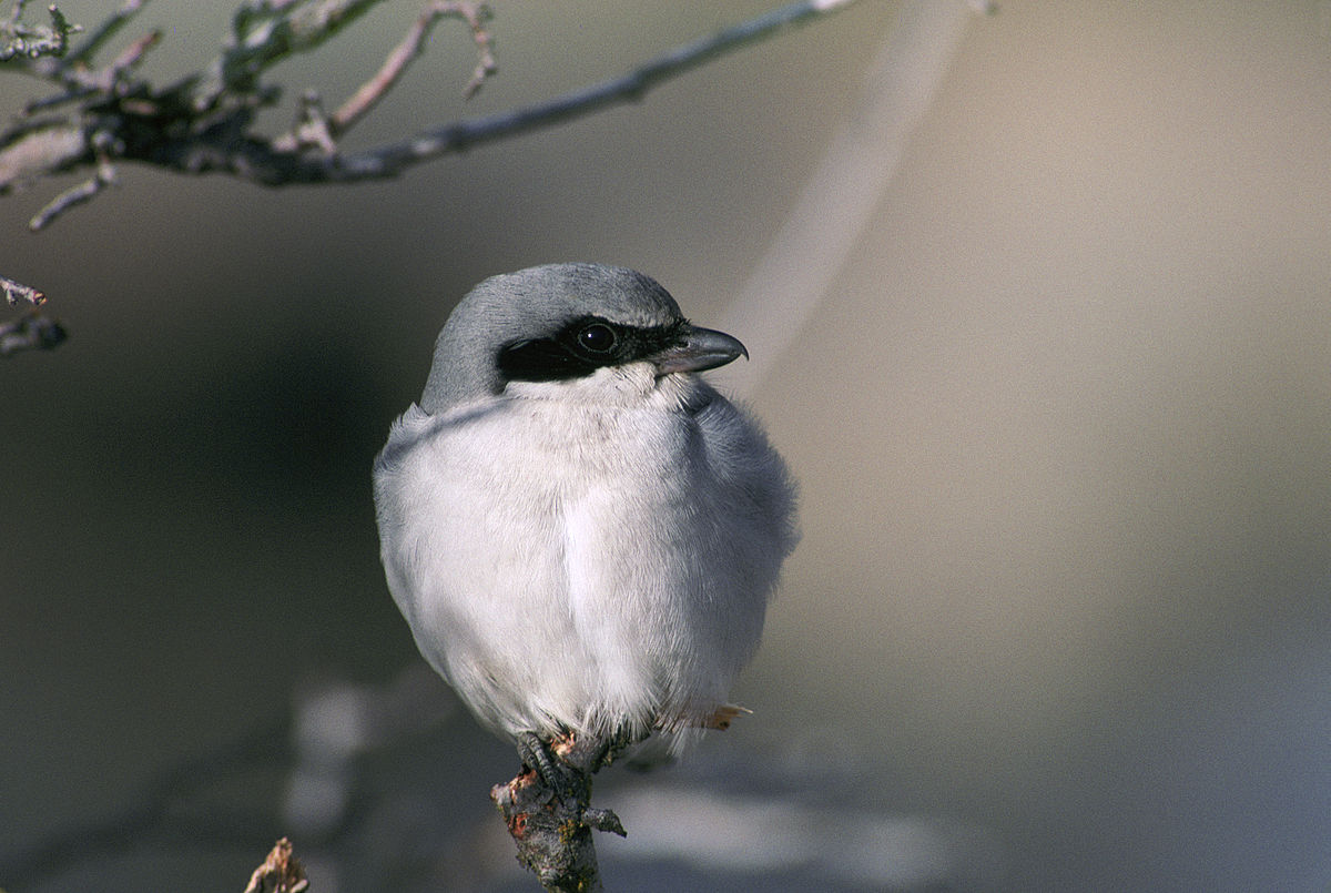 Pie-grièche migratrice