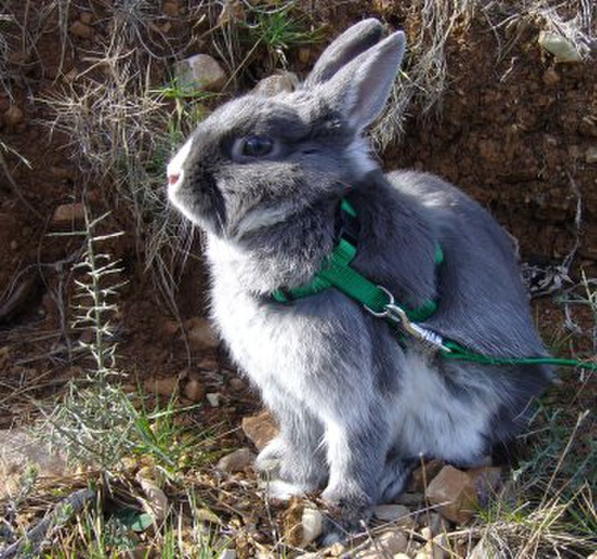 Lapin nain