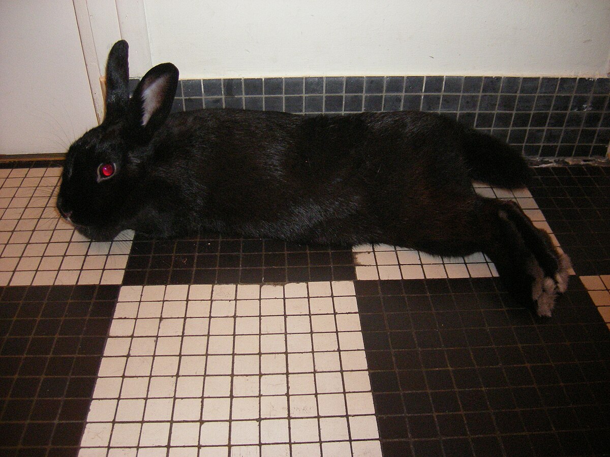 Lapin nain de couleur