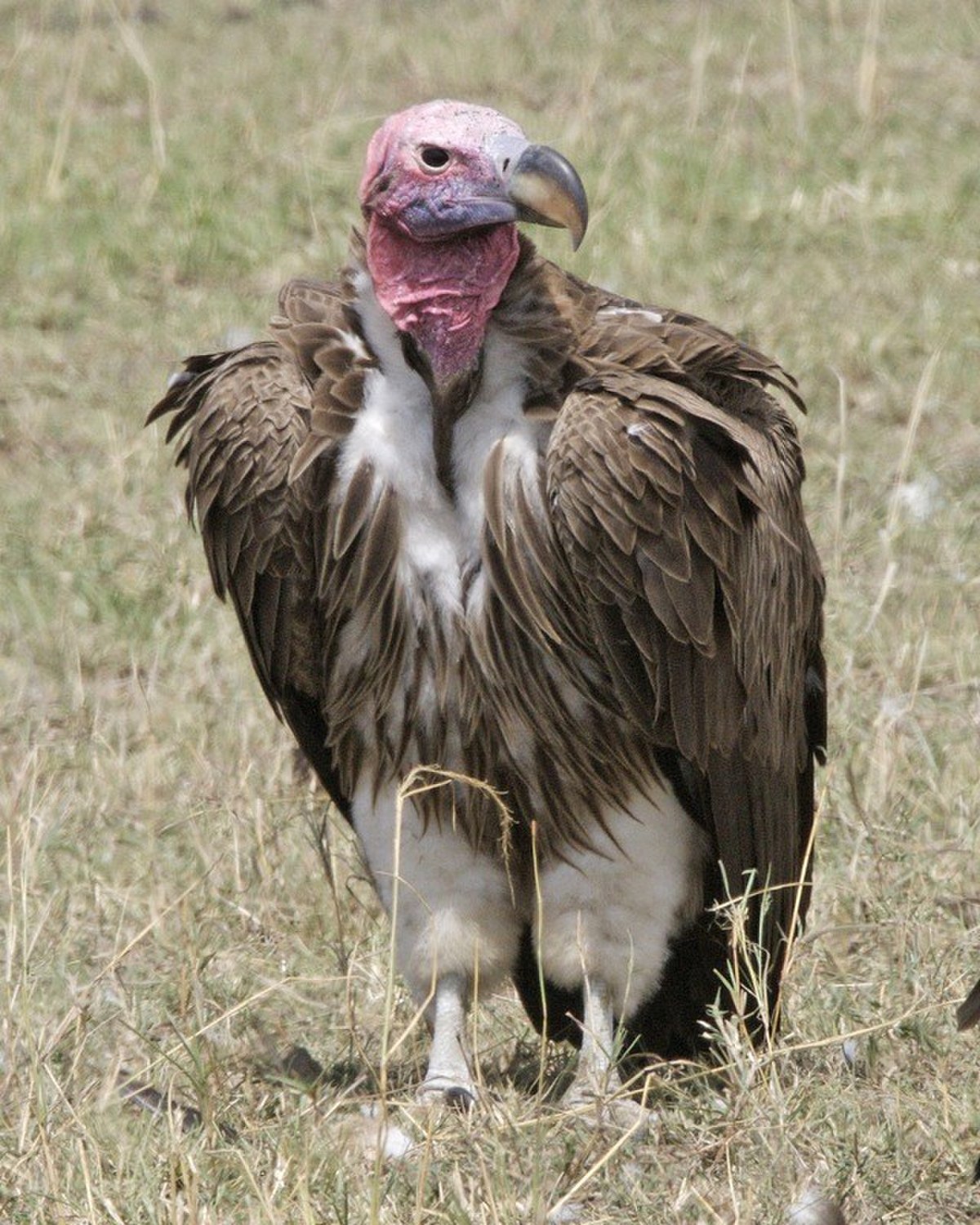 Vautour oricou