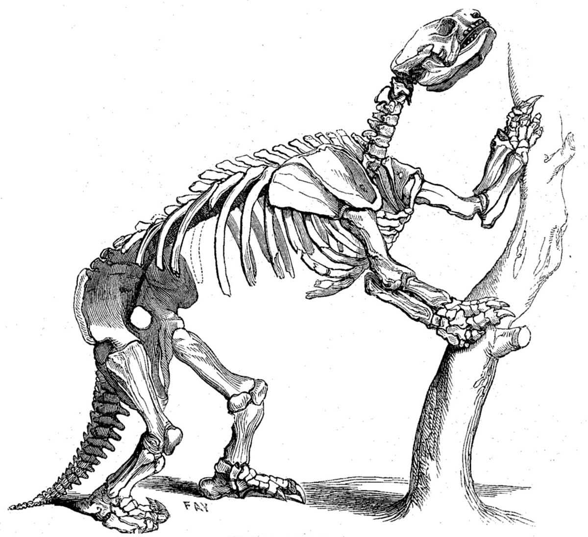 Large holland mylodon.jpg