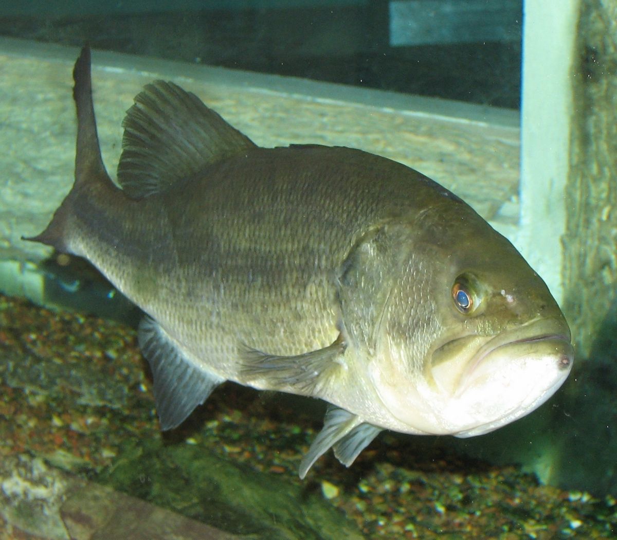Largemouth Bass 001.jpg