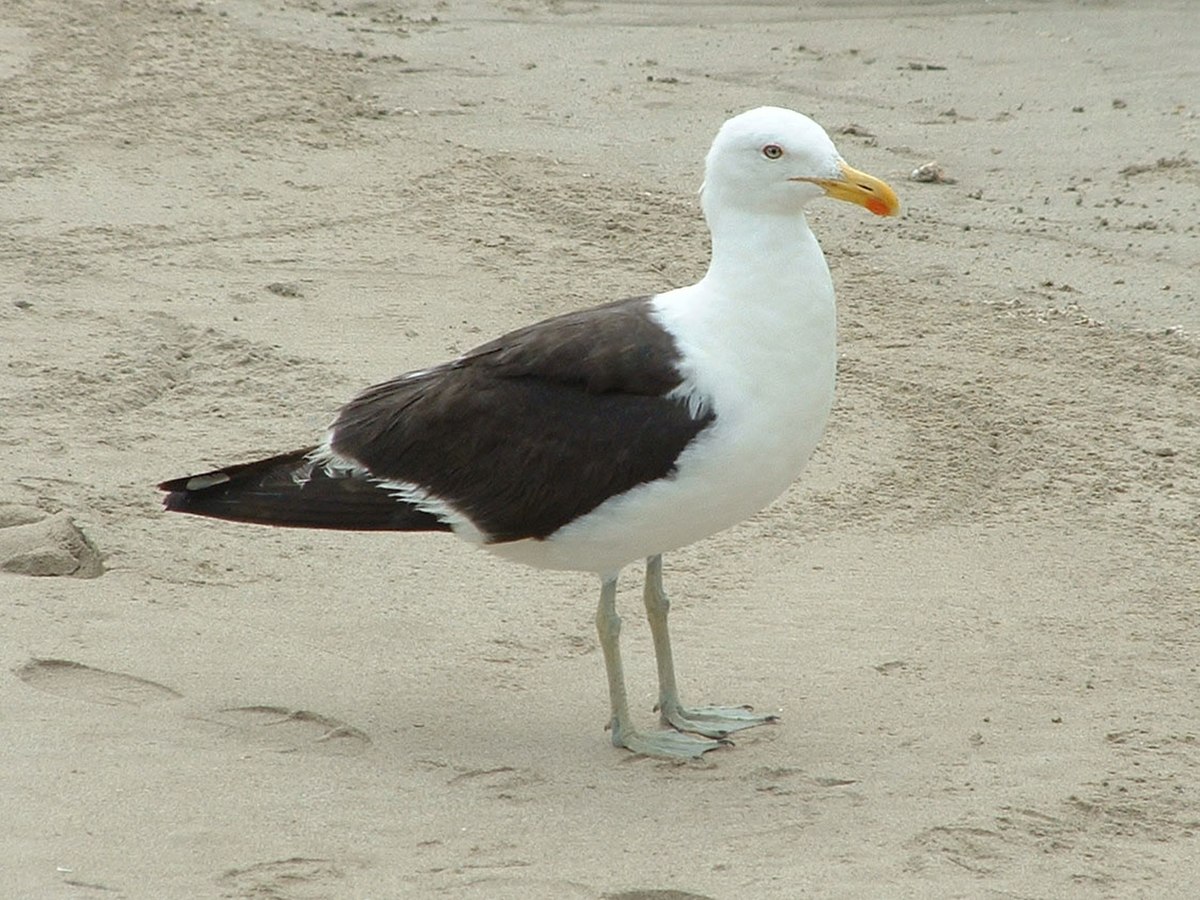 Goéland dominicain
