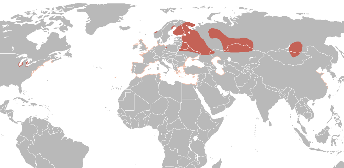Larus minutus distribution.png