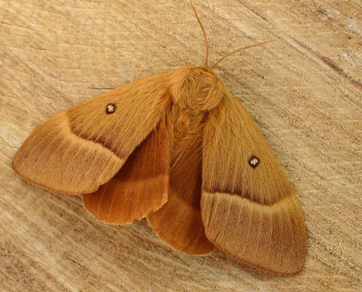 Lasiocampidae