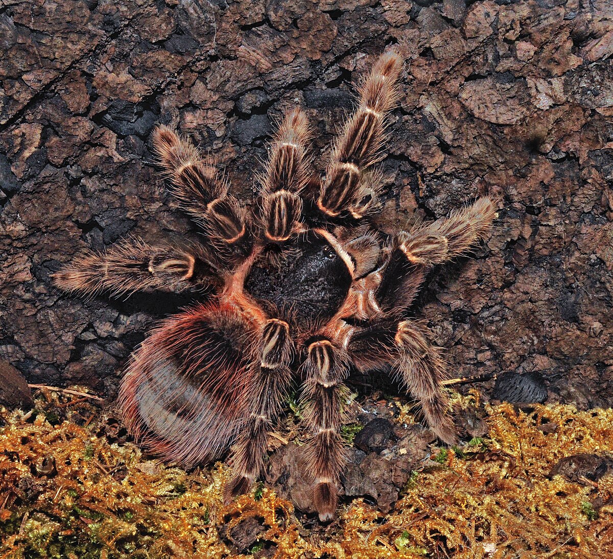 Lasiodora