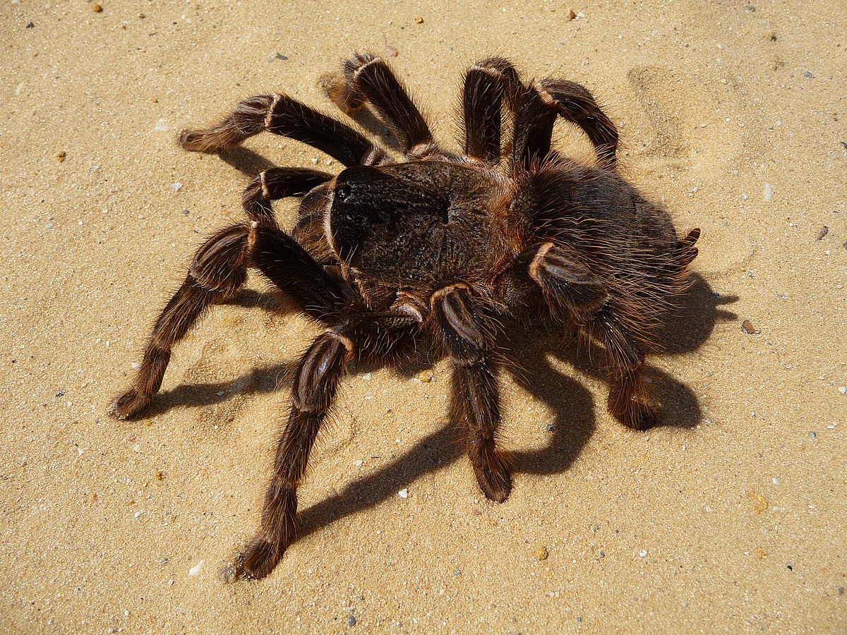 Mygalomorphae