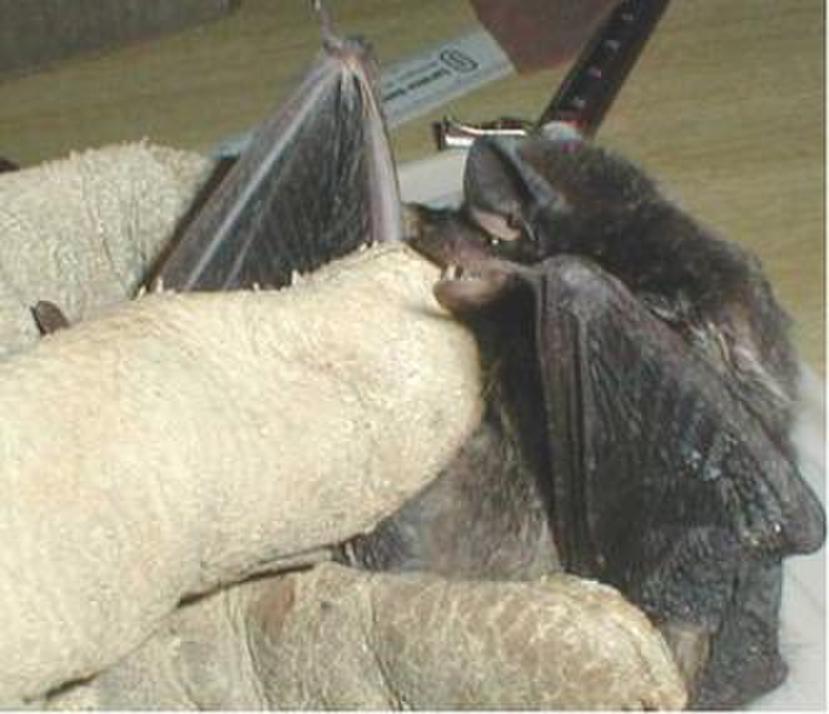 Chauve-souris argentée