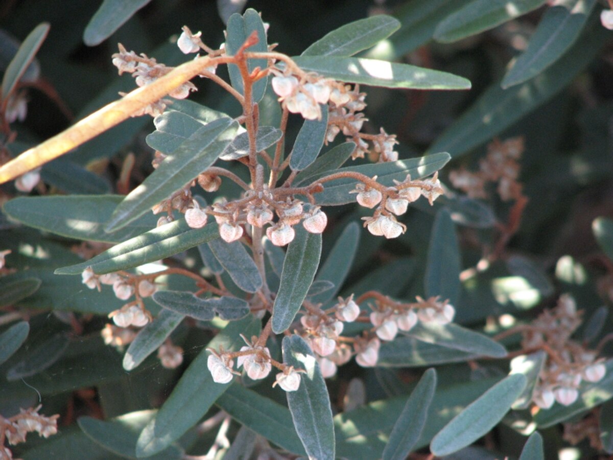 Lasiopetalum