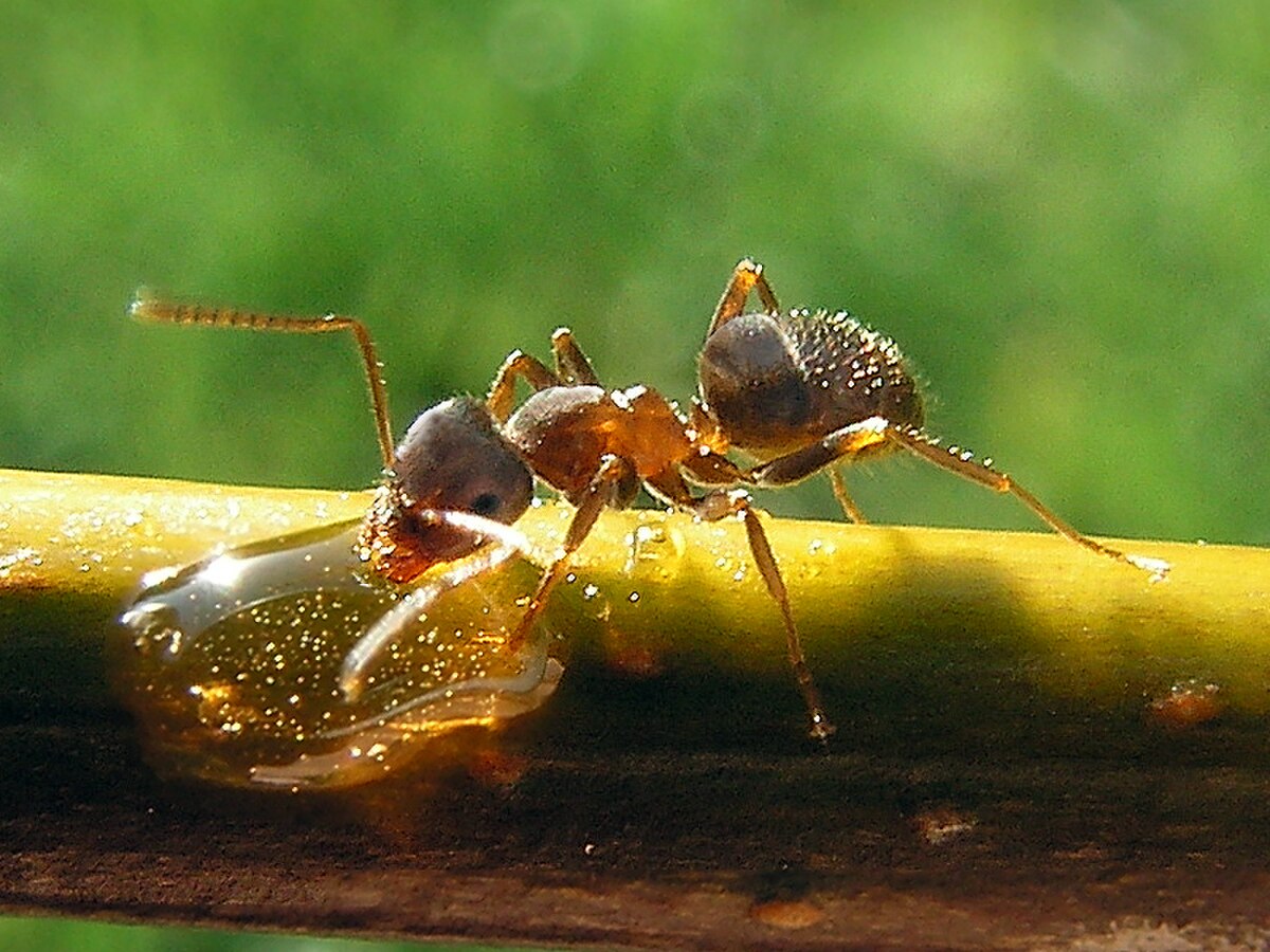 Lasius