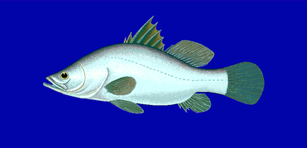 Perche du Nil