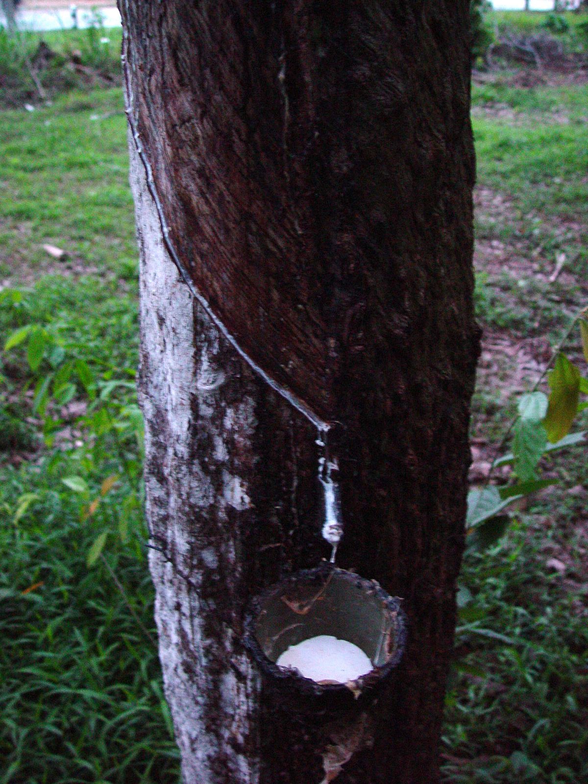 Latex (matériau)
