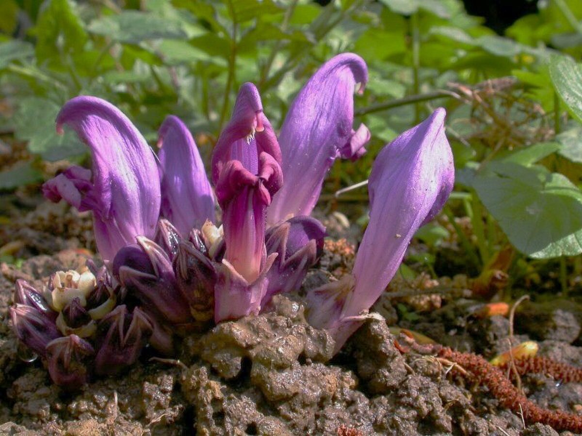 Lathraea