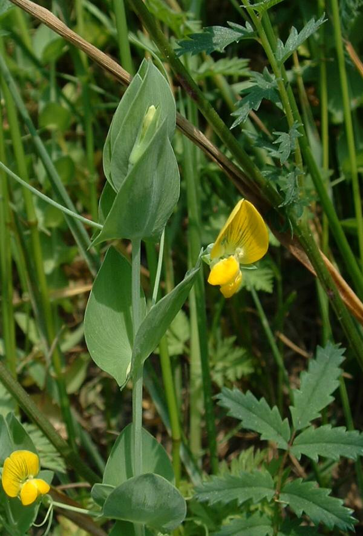 Phyllode