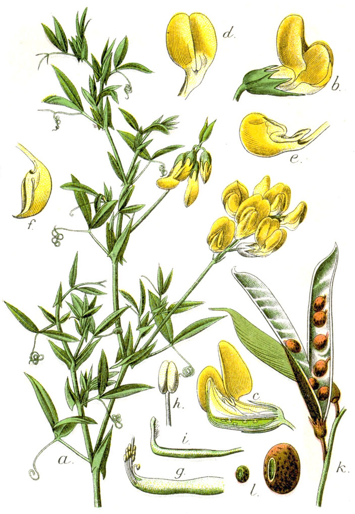 Gesse des prés
