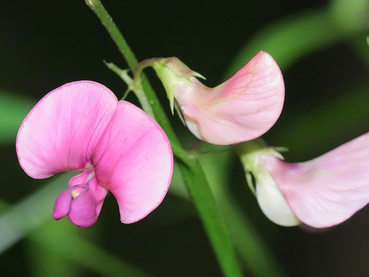 Lathyrus sylvestris.jpeg