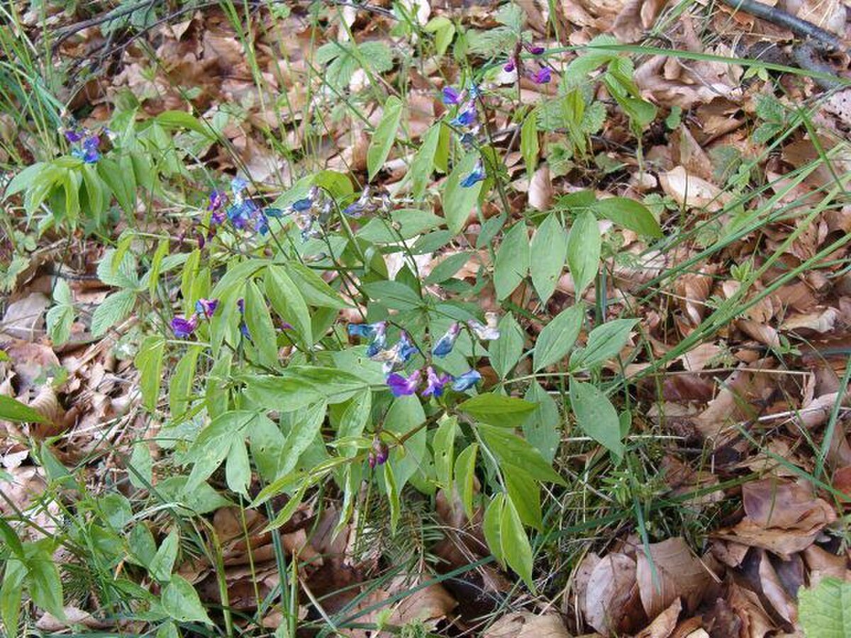 Lathyrus vernus en fin de floraison