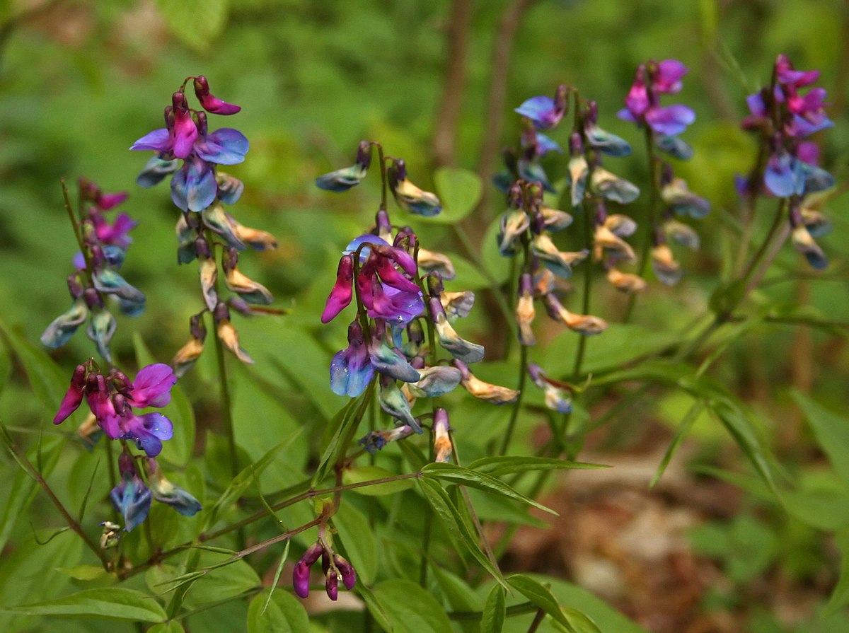 Lathyrus
