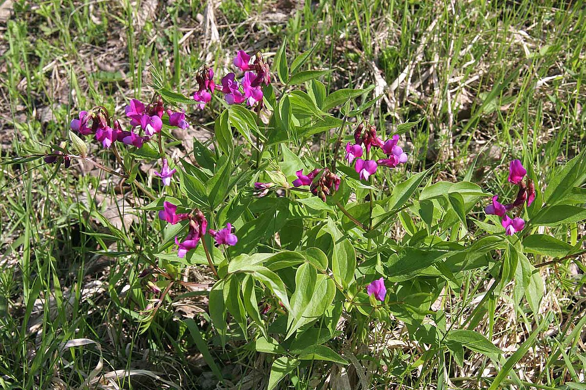Lathyrus vernus.jpg